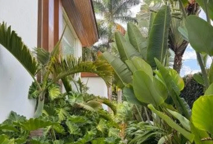 Plantas no Verão: entenda o que muda na rotina de cuidados durante os dias mais quentes