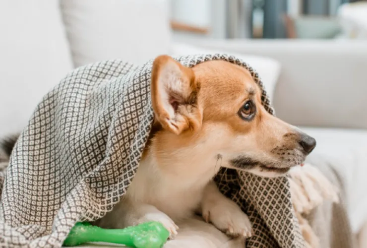 Consulta veterinária para tratamento de gripe em pets