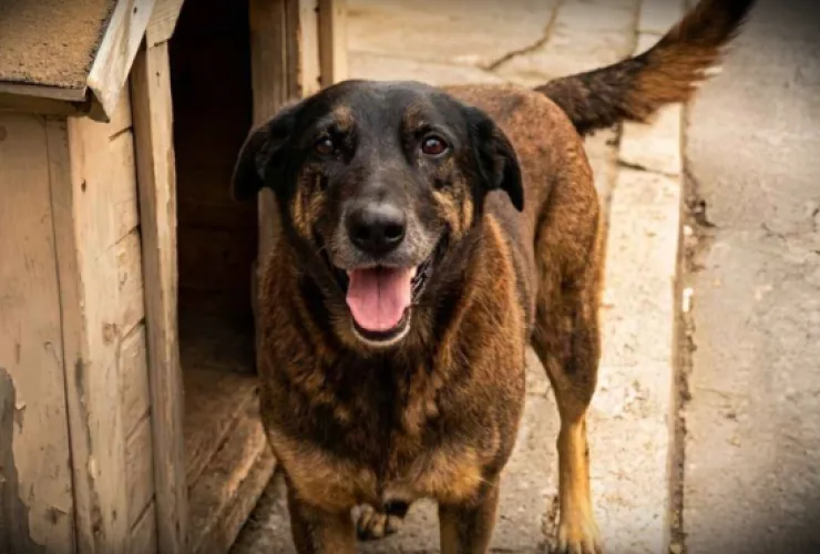Campanha de proteção aos animais no Brasil