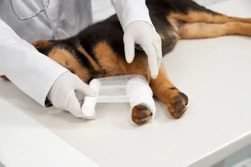 Confira 10 sinais de problemas ortopédicos em pets