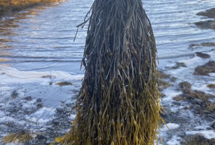 Acadian destaca uso de algas marinhas no agronegócio