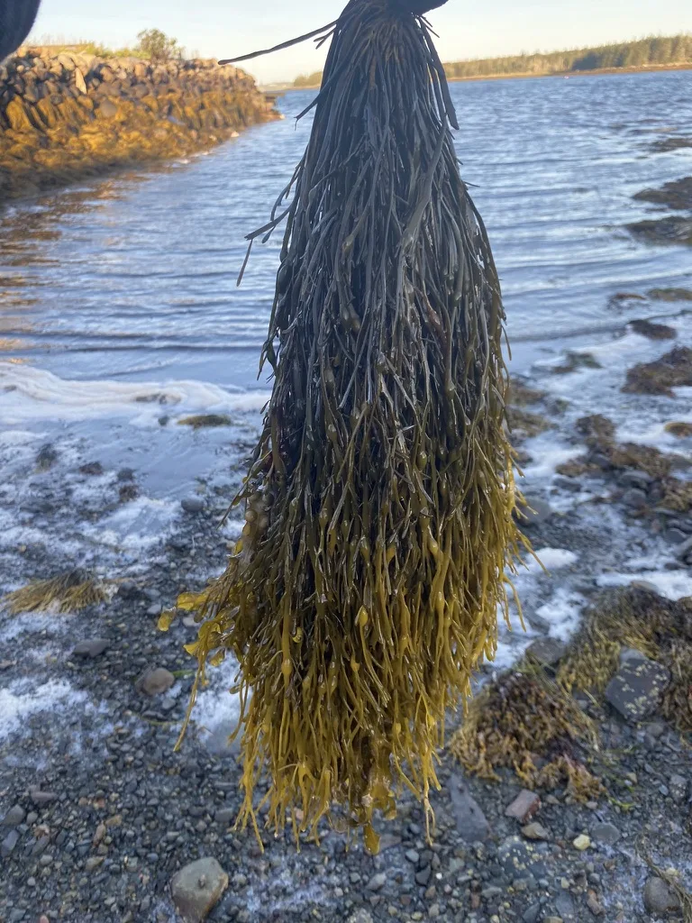 Acadian destaca uso de algas marinhas no agronegócio