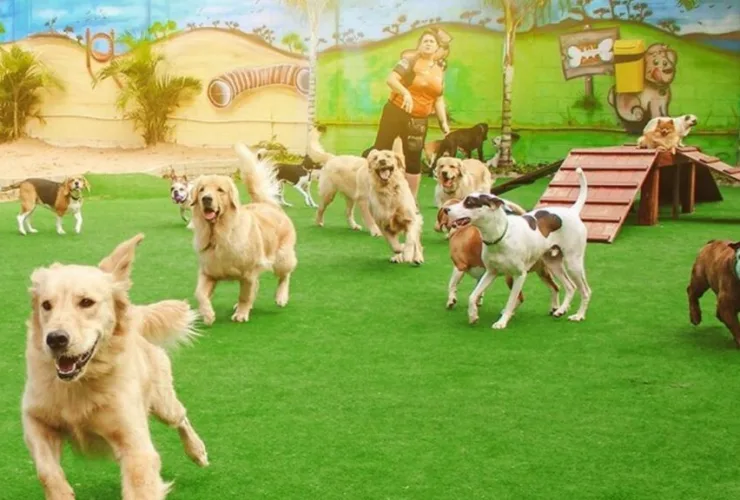 Imagem de cão em ambiente de cuidado ou hospedagem pet, representando orientações para tutores antes de deixar animais em hotel ou creche durante as férias.