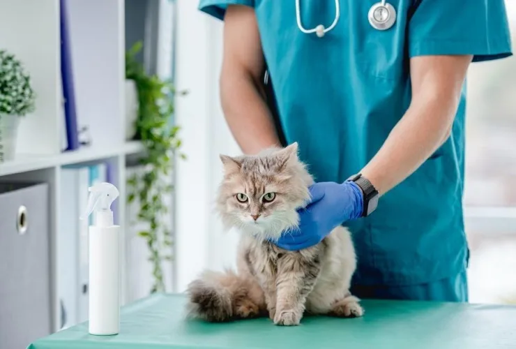 Como tornar a ida ao veterinário menos estressante para gatos