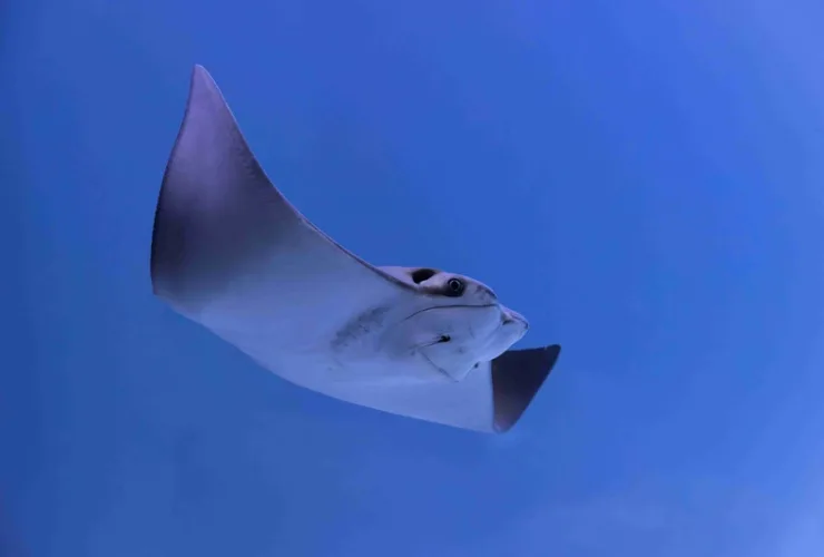 Visitantes conhecem a biodiversidade de rios, manguezais e oceanos no AquaFoz