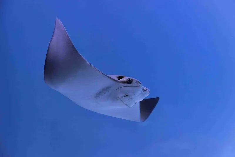 Visitantes conhecem a biodiversidade de rios, manguezais e oceanos no AquaFoz
