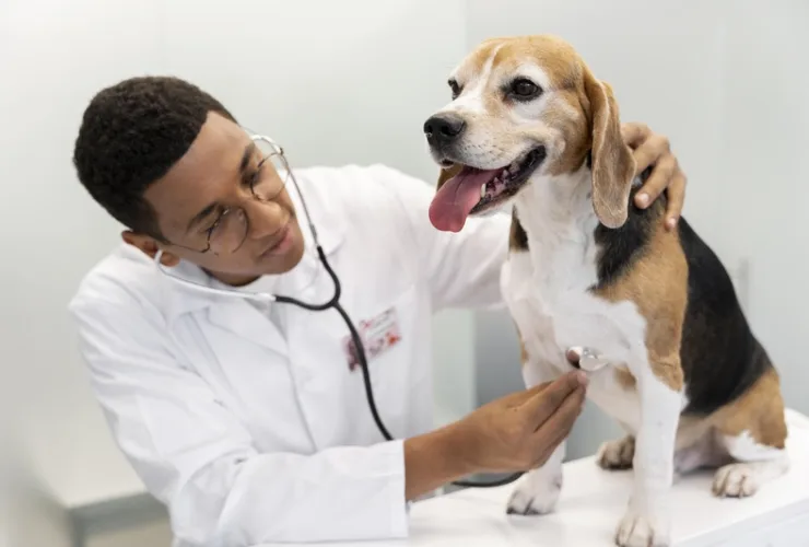 Setembro Vermelho: veja os sinais de problemas cardíacos em cães e gatos