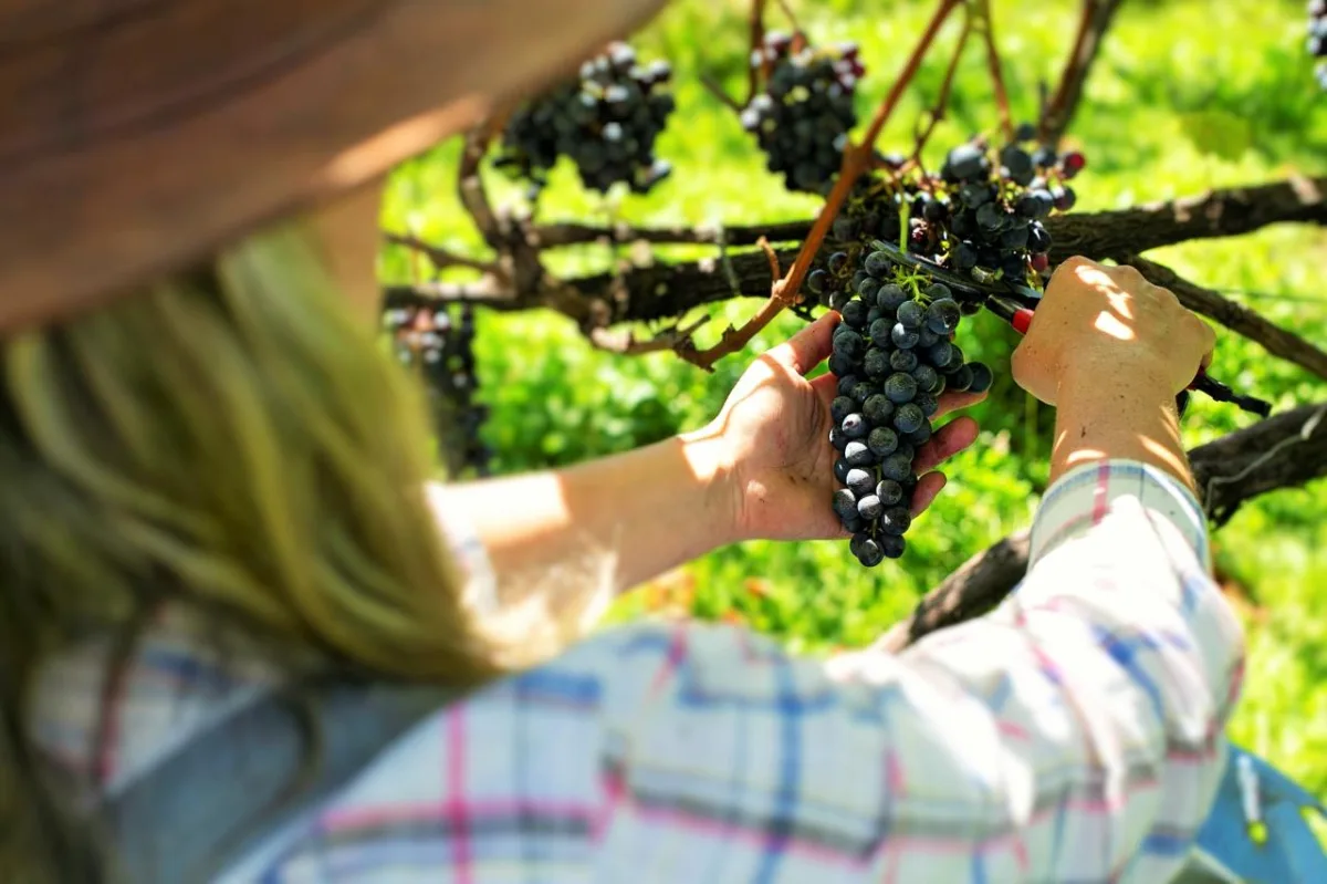 Vinhos de altitude colocam a Serra Catarinense no mapa do enoturismo; veja 11 vinícolas