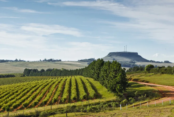 Vinícola Almadén estreia experiência “Sabores do Pampa” nos domingos de setembro