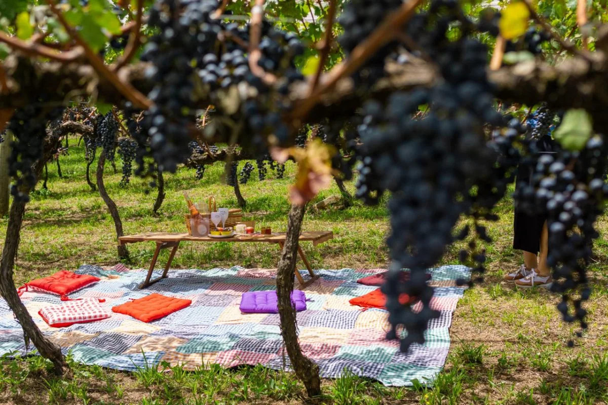 Vinhos de altitude colocam a Serra Catarinense no mapa do enoturismo; veja 11 vinícolas