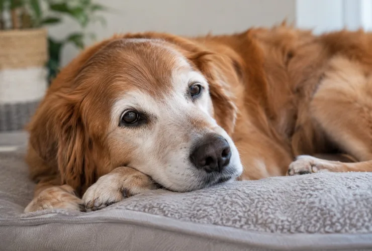Dia do Cão Idoso: mudanças de comportamento podem indicar necessidade de atenção
