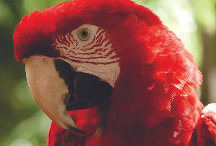 Arara no Viveiro das Araras do Parque das Aves, em Foz do Iguaçu
