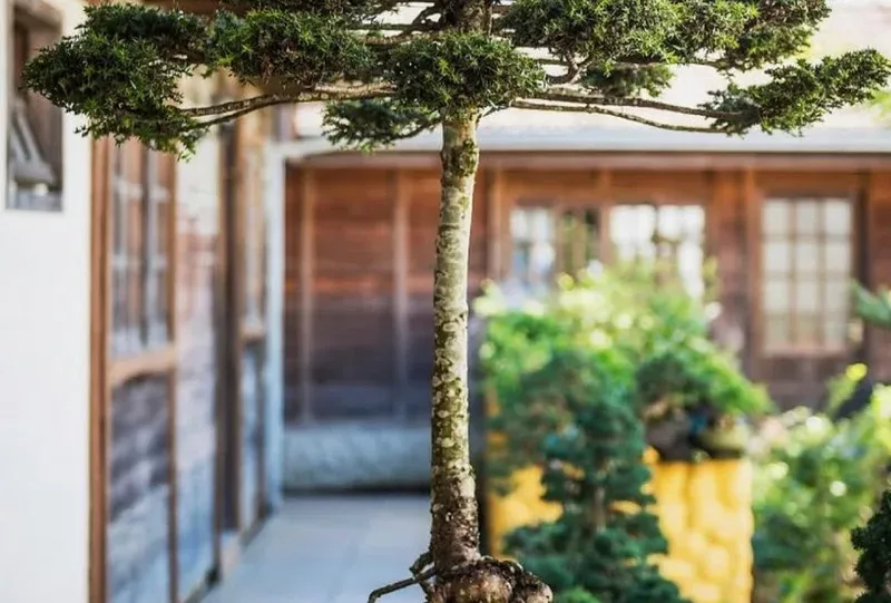 Bonsai com tronco alto e copa densa em ambiente externo com outras plantas ao fundo.
